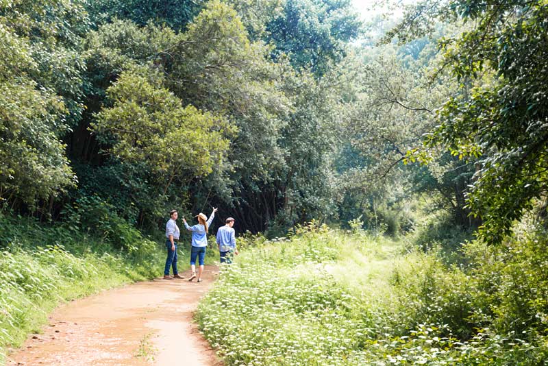 Thathe Vondo Forest